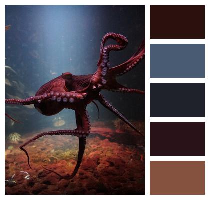 Ocean Sea Life Underwater Octopus Image